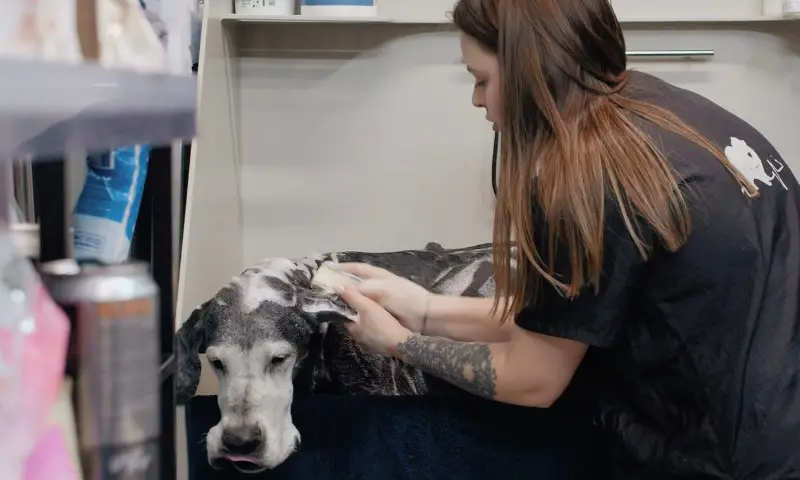 Professional groomer gently washes a large, speckled dog with suds in a grooming station